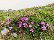 53 Primula glaucescens nei pratoni